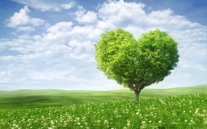 A heart tree A heart tree