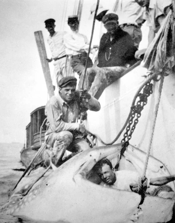  A 13.5-meter whale shark caught off Florida (1912 photo) A 13.5-meter whale shark caught off Florida (1912 photo) 
