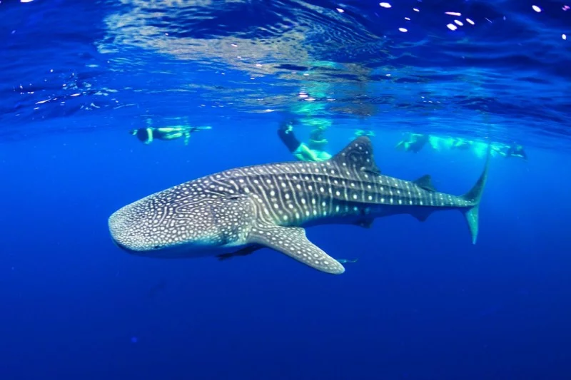 Water magazine No. 8 Whale Shark Water magazine No. 8 Whale Shark