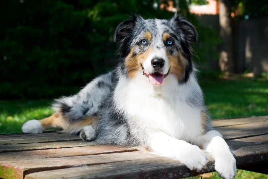 types of dog