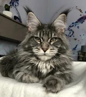 There are many different breeds of cats. But which one is the most beautiful? Take the test and find out which breed you like the most!)