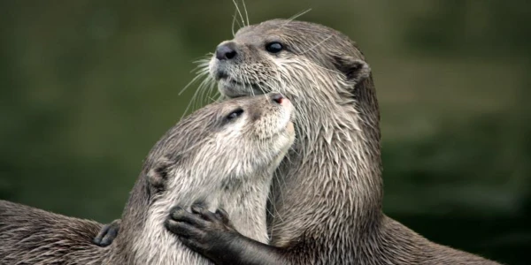 Find out what kind of otter you are :)