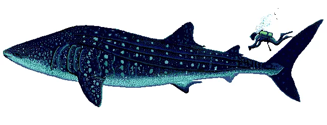 A whale shark compared to a diver A whale shark compared to a diver
