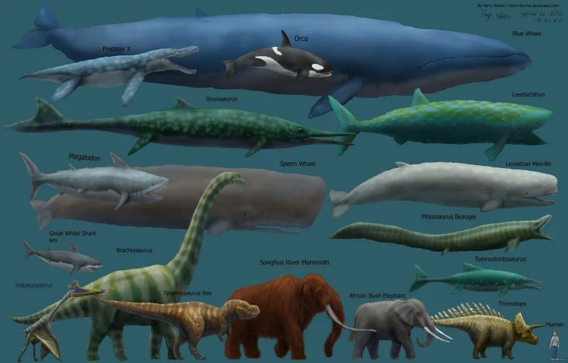 Water magazine No. 14 Blue Whale Water magazine No. 14 Blue Whale