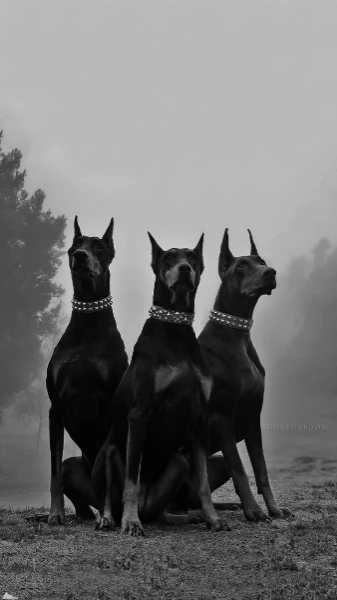 Take this test by answering various questions and find out my dog breed association with you. The test was created for entertainment purposes. Good luck in passing!!