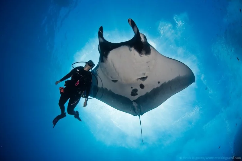 The species does not pose any danger to humans.Manta rays are not the object of targeted fishing, but are caught as by-catch.The number of giant sea devils has decreased significantly over the past 20 years due to overfishing.Recently, there has been an increased demand for the gill stamens of these fish, which are in demand in Chinese medicine. In addition to fishing, manta rays are threatened by habitat degradation. The International Union for Conservation of Nature has assigned this species the protected status of "Vulnerable".Manta rays are incredibly interesting to watch in their natural environment: their smooth, graceful, soaring movements in the water are fascinating. Observation and feeding of stingrays under the guidance of a marine biologist are offered to tourists who are near the habitats of these animals. The species does not pose any danger to humans.Manta rays are not the object of targeted fishing, but are caught as by-catch.The number of giant sea devils has decreased significantly over the past 20 years due to overfishing.Recently, there has been an increased demand for the gill stamens of these fish, which are in demand in Chinese medicine. In addition to fishing, manta rays are threatened by habitat degradation. The International Union for Conservation of Nature has assigned this species the protected status of "Vulnerable".Manta rays are incredibly interesting to watch in their natural environment: their smooth, graceful, soaring movements in the water are fascinating. Observation and feeding of stingrays under the guidance of a marine biologist are offered to tourists who are near the habitats of these animals.