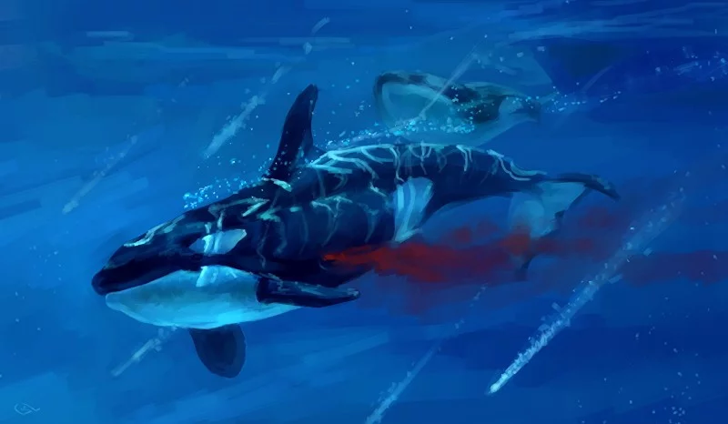 Water magazine No. 4 Killer Whales Water magazine No. 4 Killer Whales