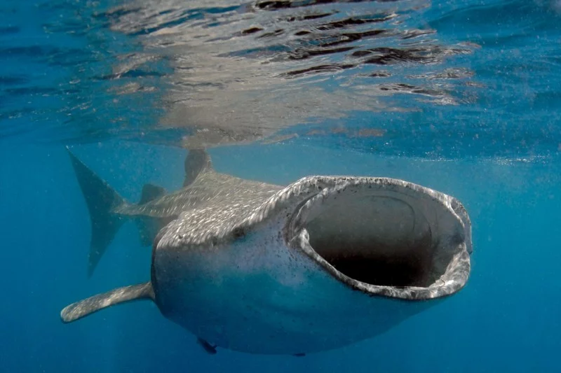 Water magazine No. 8 Whale Shark Water magazine No. 8 Whale Shark