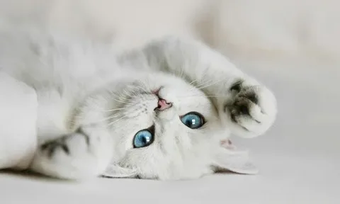 Try to choose the most beautiful cat from the presented ones, I think it will be difficult for you) Have a good passage👍
