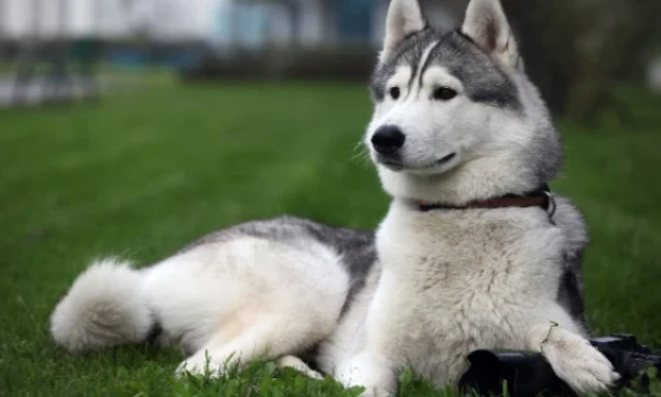This test will include both different types of cat breeds and dog breeds, and you should determine which one you like best.