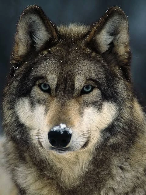 wolf wolf