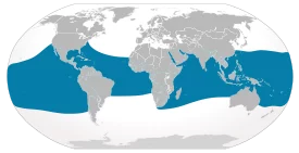 The area of the whale shark The area of the whale shark
