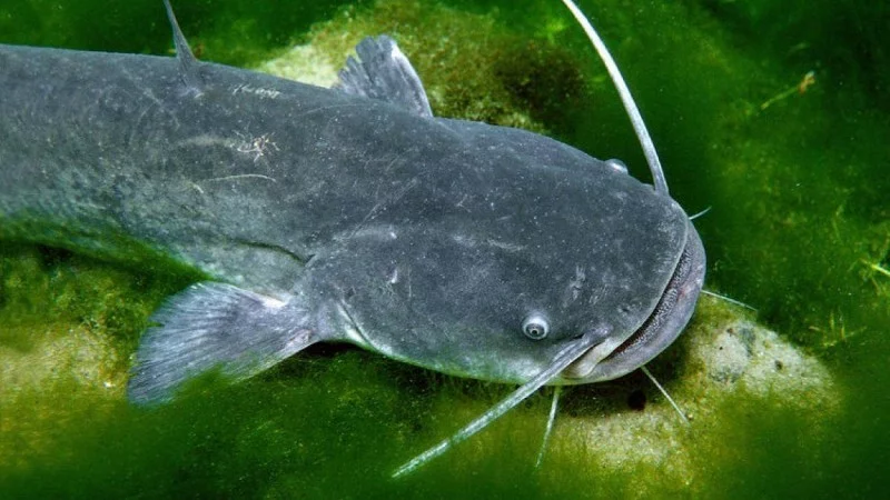 Water magazine No. 22 Ordinary Catfish Water magazine No. 22 Ordinary Catfish