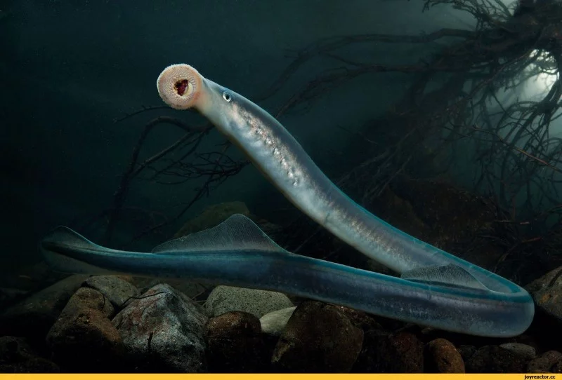 Lampreys live mainly in coastal and fresh waters and are found in most temperate regions. Adults outwardly resemble eels in that they have scaly, elongated bodies and can have a length of 13 to 100 cm Lampreys live mainly in coastal and fresh waters and are found in most temperate regions. Adults outwardly resemble eels in that they have scaly, elongated bodies and can have a length of 13 to 100 cm