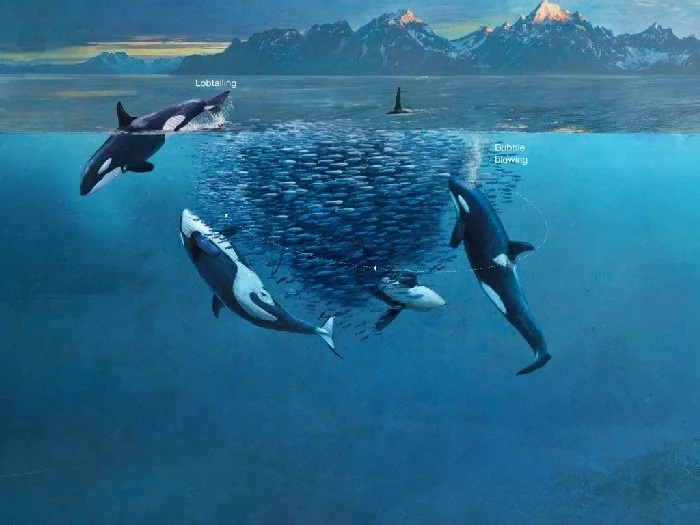 Water magazine No. 4 Killer Whales Water magazine No. 4 Killer Whales