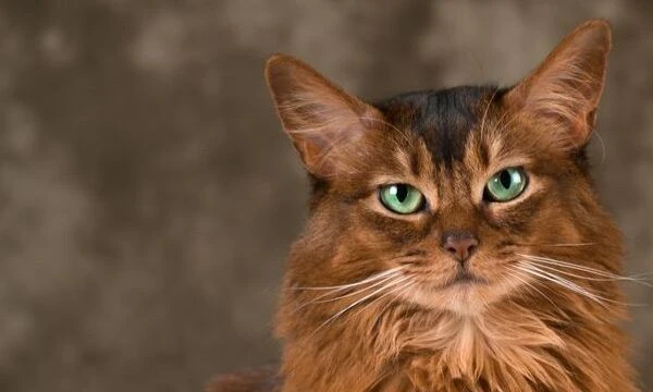 There are very different breeds of cats and cats... Some are very rare and ancient, some are fluffy and long-haired...