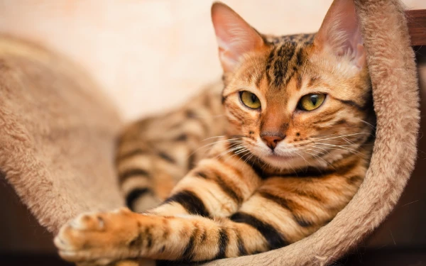 Do you like cats? I suggest you choose exactly the cat breed that you think is the best