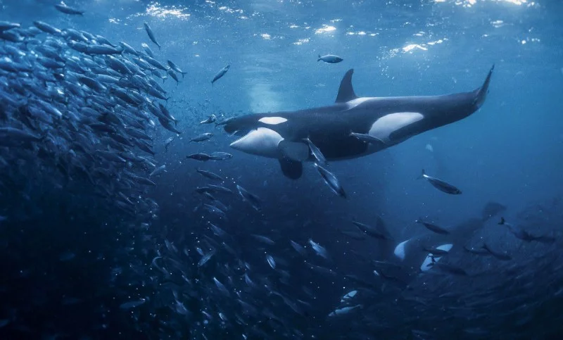 Water magazine No. 4 Killer Whales Water magazine No. 4 Killer Whales