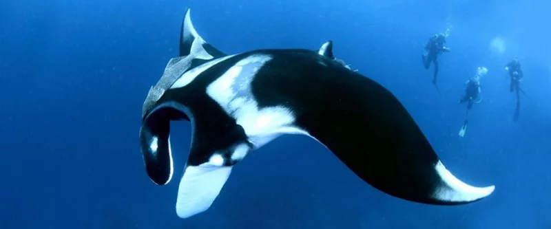 Water Magazine No. 1 Manta Ray Water Magazine No. 1 Manta Ray