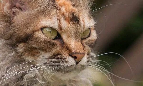 There are very different breeds of cats and cats... Some are very rare and ancient, some are fluffy and long-haired...