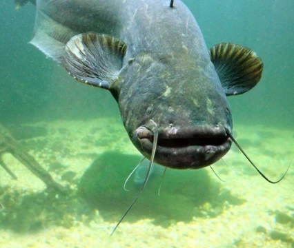 Passed the test 100% — a real fisherman
