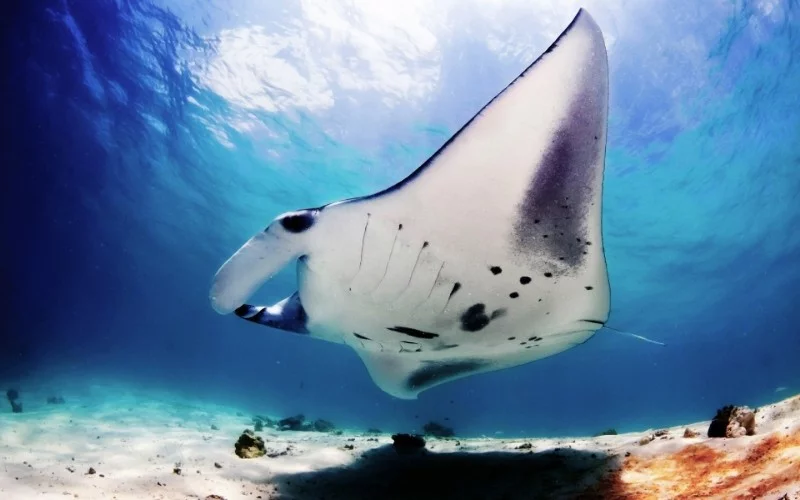 Water Magazine No. 1 Manta Ray Water Magazine No. 1 Manta Ray