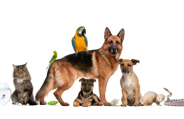 The list does not include exotic animals that are dangerous to both humans and the animal itself. Also, do not forget to delve into the information on caring for the one you are going to have