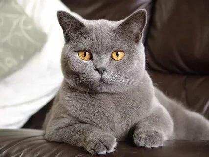 There are many different breeds of cats. But which one is the most beautiful? Take the test and find out which breed you like the most!)