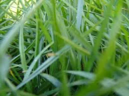 Hi! You need to touch the grass here.